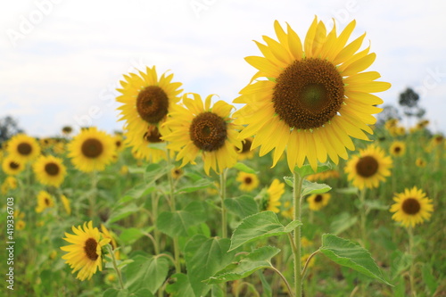 sunflower in farm