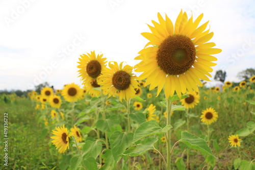 Beautiful sunflower field on summer
