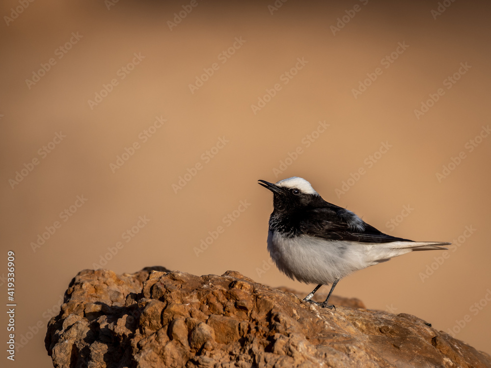 Naklejka premium Isolated close up portrait of a White- crowned Wheatear bird in the wild- Southern Israel