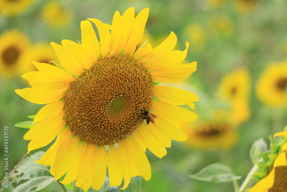 Beautiful sunflower field on summer Beautiful sunflower field on summer
