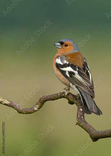 Chaffinch perched on curly branch
