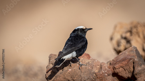 Isolated close up portrait of a White- crowned Wheatear bird in the wild- Southern Israel
