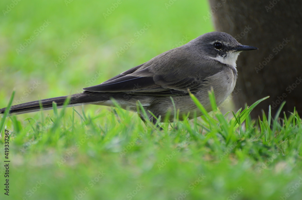 Obraz premium blackbird on the grass