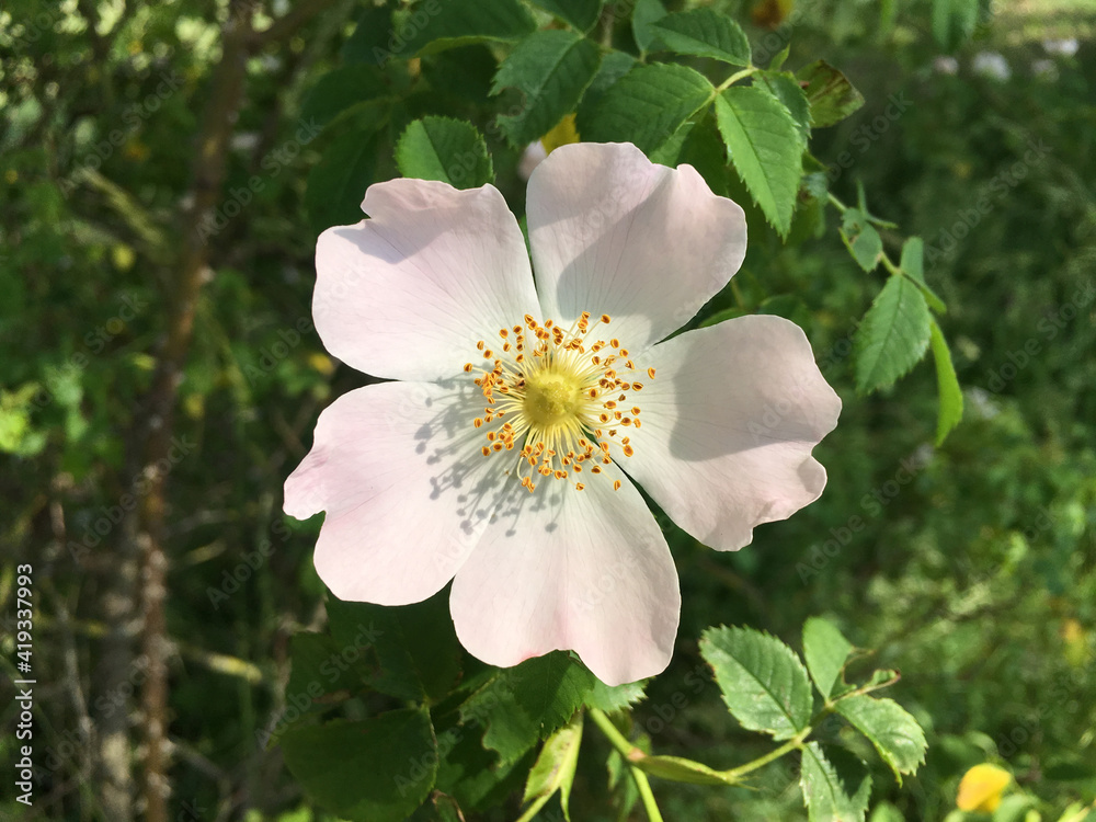 Obraz premium Heckenrose 419337993 Rosa canina Heckenrosenblüte