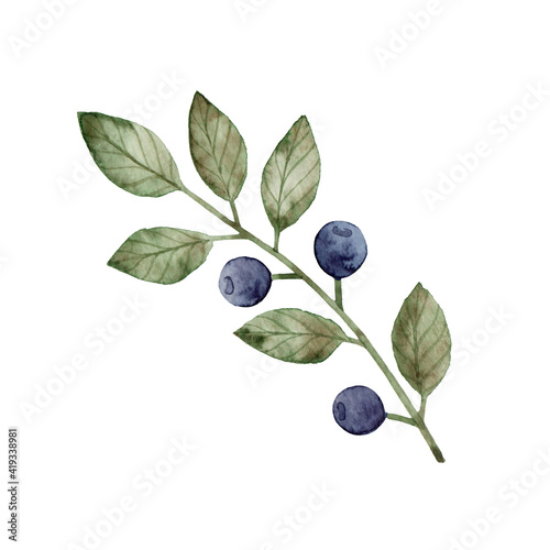 Watercolor hand drawing blueberry sprig. Isolated on a white background. Forest wild berry.