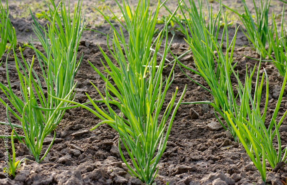 young onions in the garden young onions in the garden