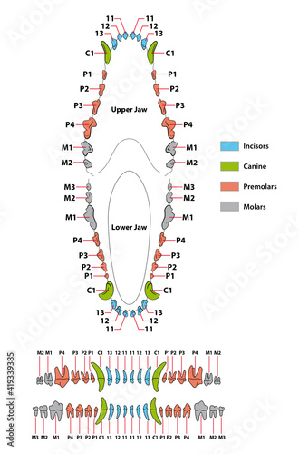 Construction of a dog tooth dental formula 