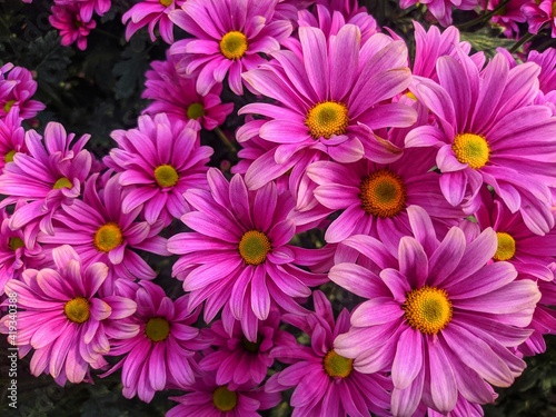 chrysanthemum flowers