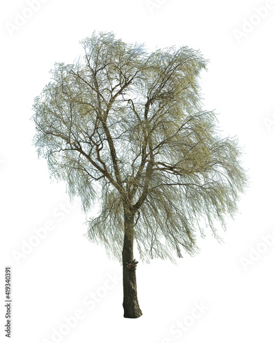 large tree isolated