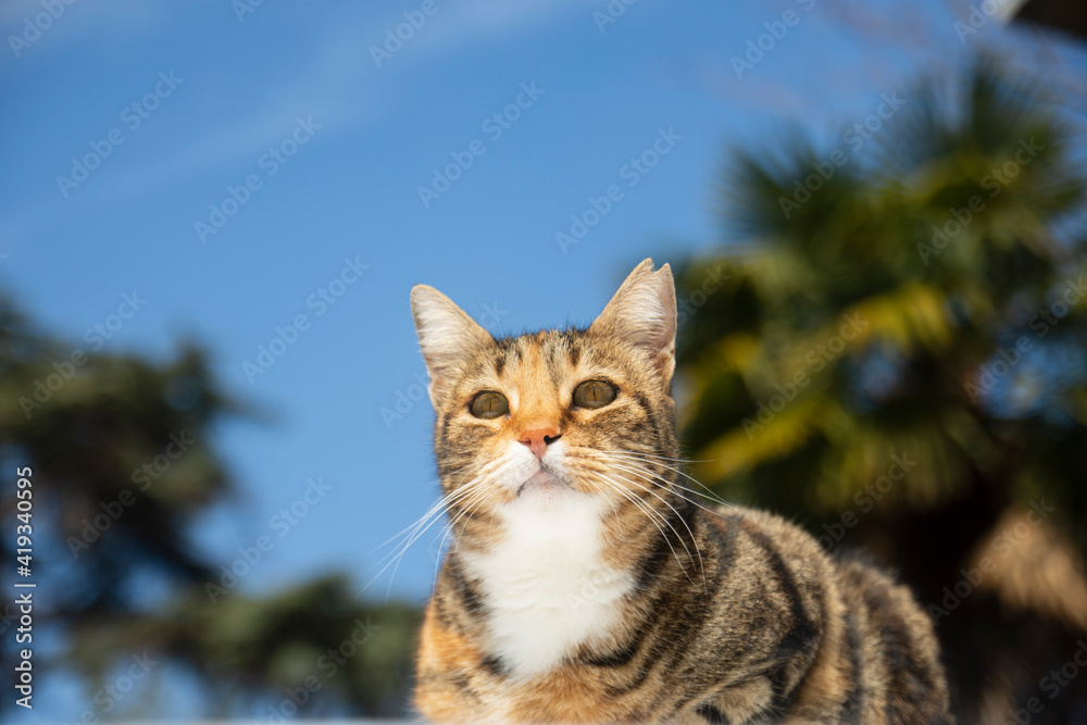 The cat looks to the side and sits on the white car. Close up portrait of green-eyed fluffy gray cat in nature. Selective focus the cat