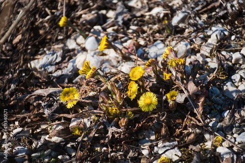 the first yellow spring flowers