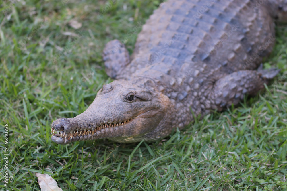 Fototapeta premium alligator in the everglades