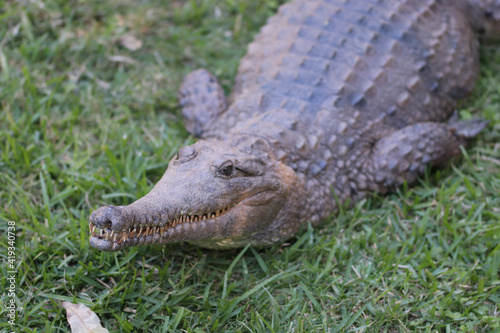 alligator in the everglades