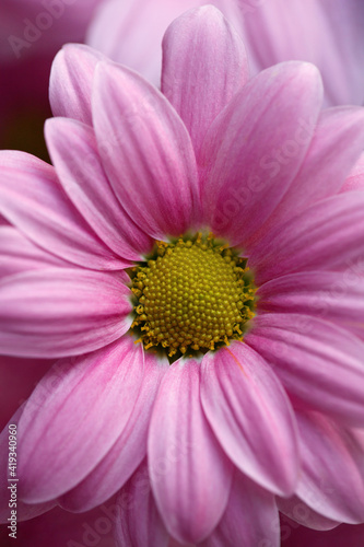 Macro photography with details of a Pink Gerbera Flower. Flower background.