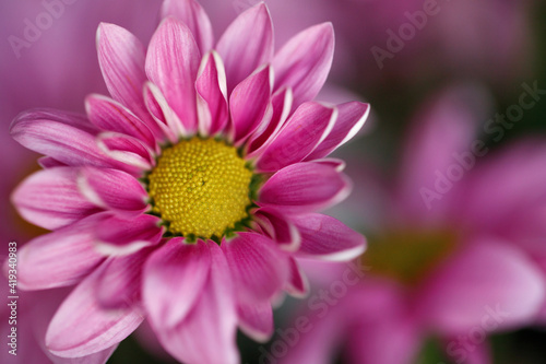Wallpaper Mural Pink gerbera flower with another blurry flower in the background. Macro shot with details of a gerbera flower. Torontodigital.ca
