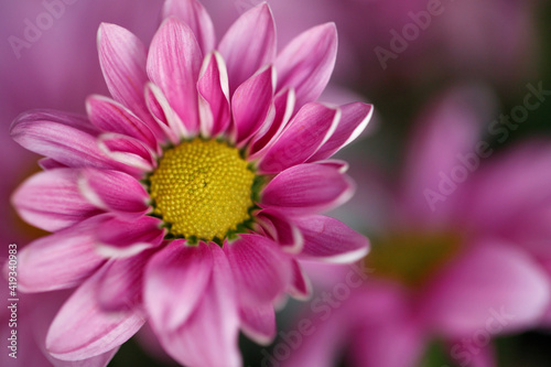 Pink gerbera flower with another blurry flower in the background. Macro shot with details of a gerbera flower.