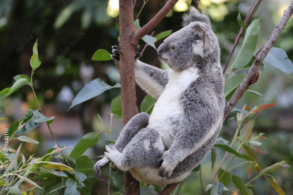 koala in a tree