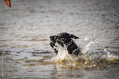 Dog is swimming into the water. He loves water and he jump for stick.