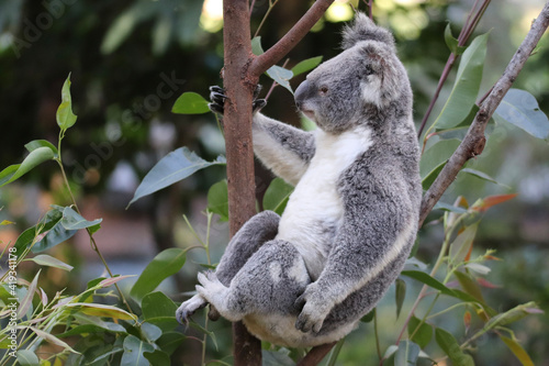 koala in a tree