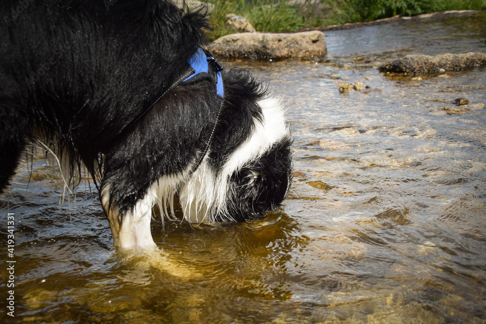 Border collie is standing in water. He is so crazy happy dog on the trip. Border collie is standing in water. He is so crazy happy dog on the trip.