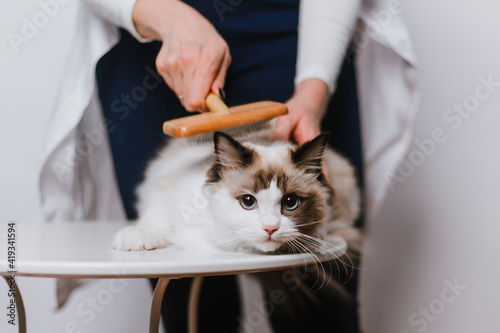 woman combing ragdoll cat on white background.