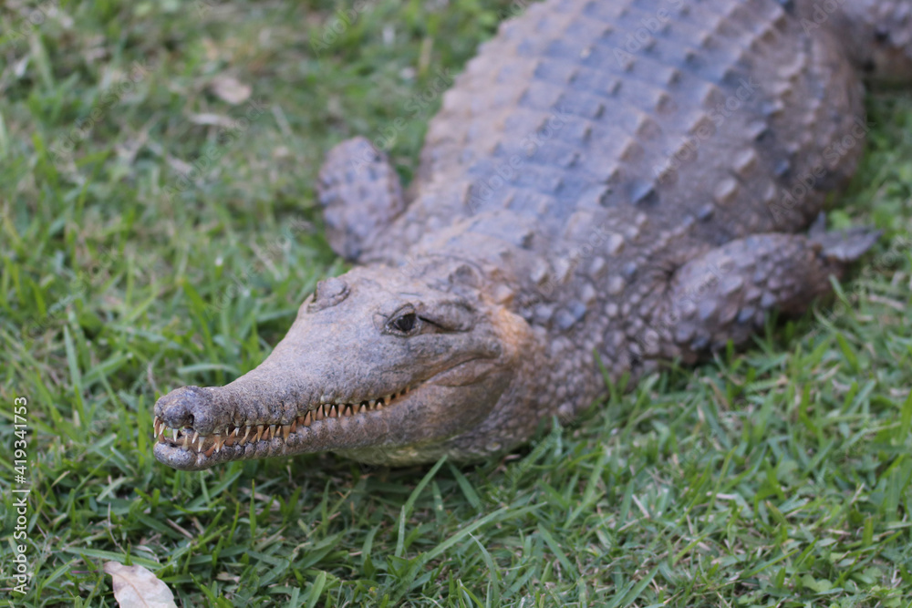 Obraz premium alligator in the everglades