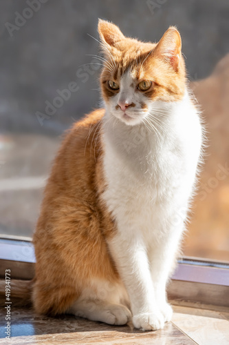 A red-haired domestic cat sits in the sun