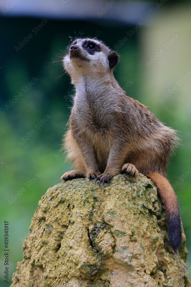 Fototapeta premium Erdmännchen (Suricata suricatta) sitzt auf Stein, Wachposten