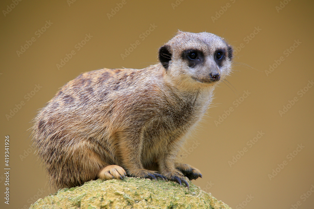 Fototapeta premium Erdmännchen (Suricata suricatta) sitzt auf Stein, Wachposten