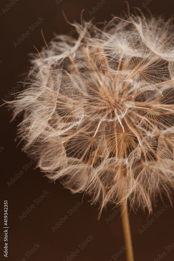Fototapeta premium Dandelion flower with seeds ball close up on a dark background