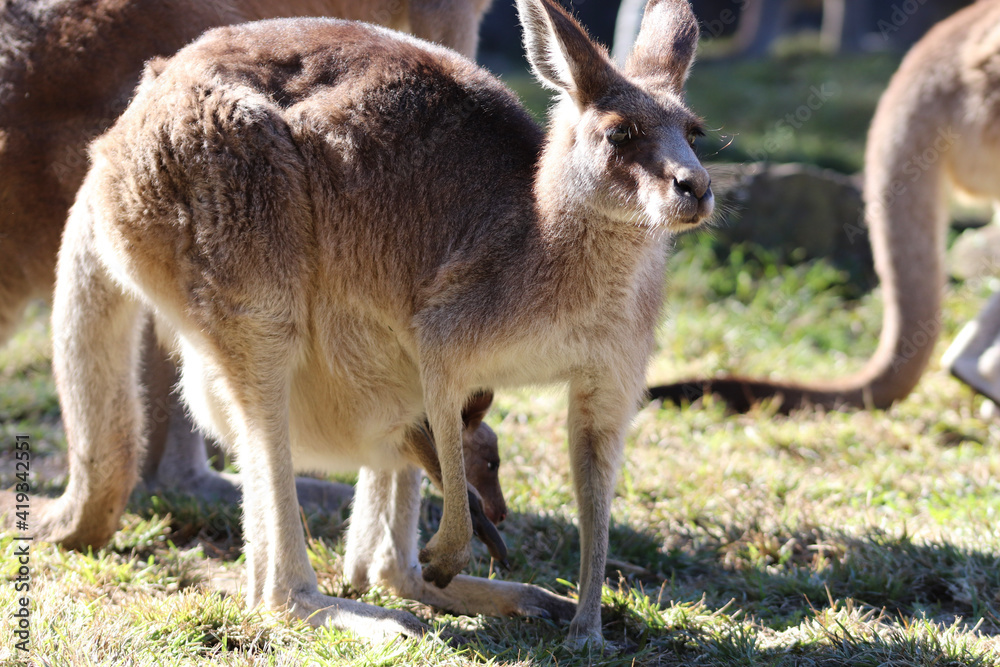 Fototapeta premium kangaroo and baby