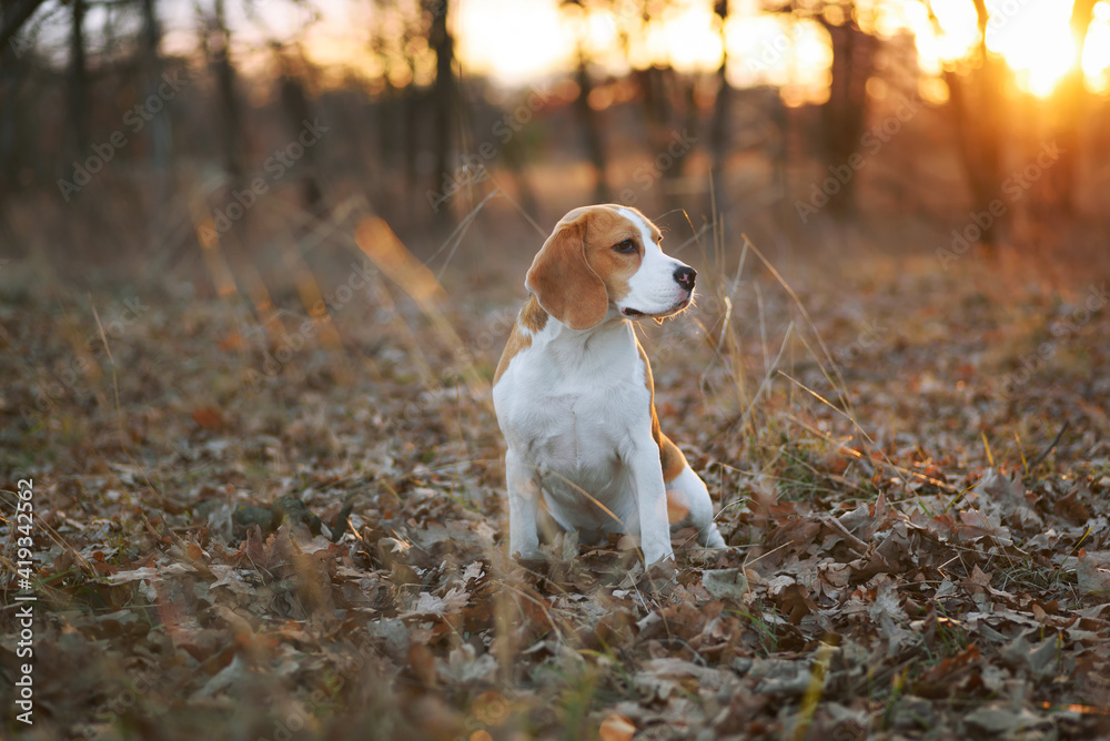 Beagle dog outdoor portrait. Beautiful beagle breed dog sitting outdoors among dry fallen leaves with golden sunset backlit