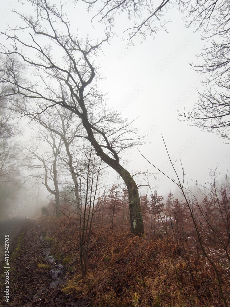 Eine Nebel Landschaft kann auch sehr mystisch sein Eine Nebel Landschaft kann auch sehr mystisch sein