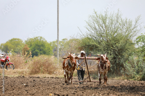 Indian farmer working with bull at his farm