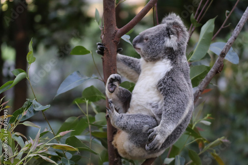 Photography koala in tree