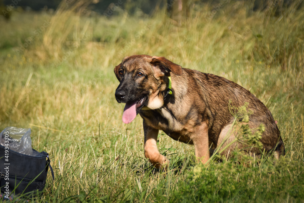 puppy of german shepherd, who is running in meadow. He is so happy.