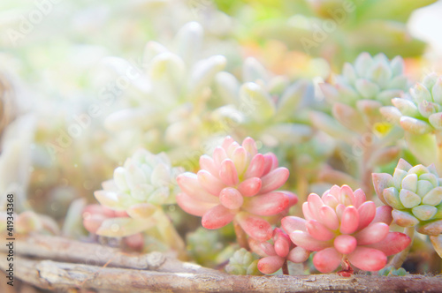 Photos 多肉植物