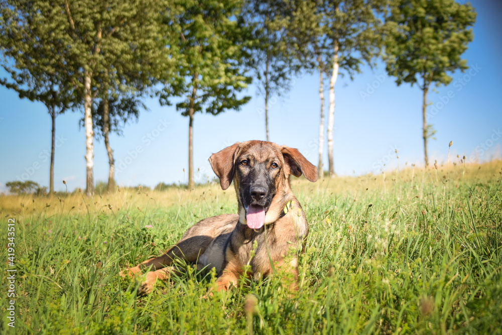 Portrait of german shepherd puppy, who is lying in meadow. He is so happy.