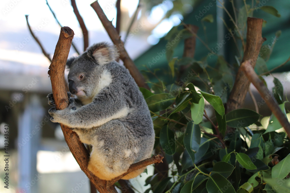Obraz premium koala in a tree