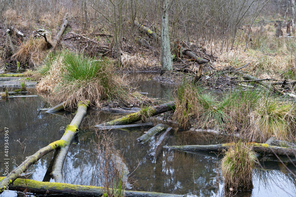 Autumnal forest pond with fallen trees, undergone beavers Autumnal forest pond with fallen trees, undergone beavers