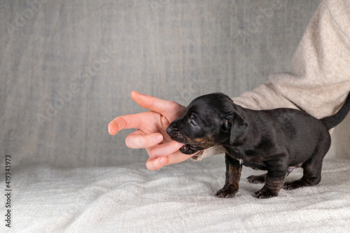 Five week old Jack Russel puppy in brindle color. A woman's hand pats the dog reassuringly. Selective focus