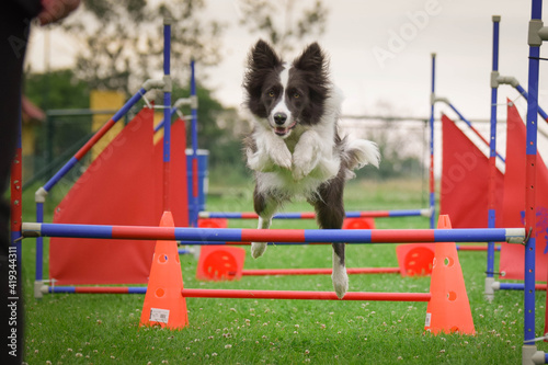 Border collie in agility. Amazing evening, Hurdle having private agility training for a sports competition