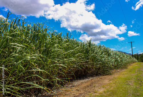 canefield and blue sky photo