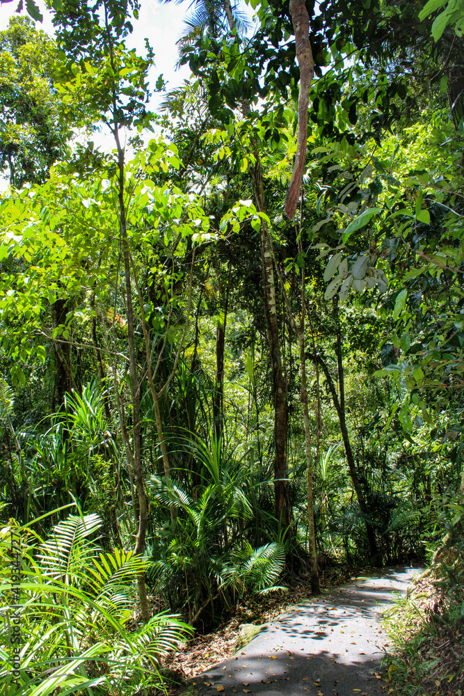 Obraz premium path in the forest