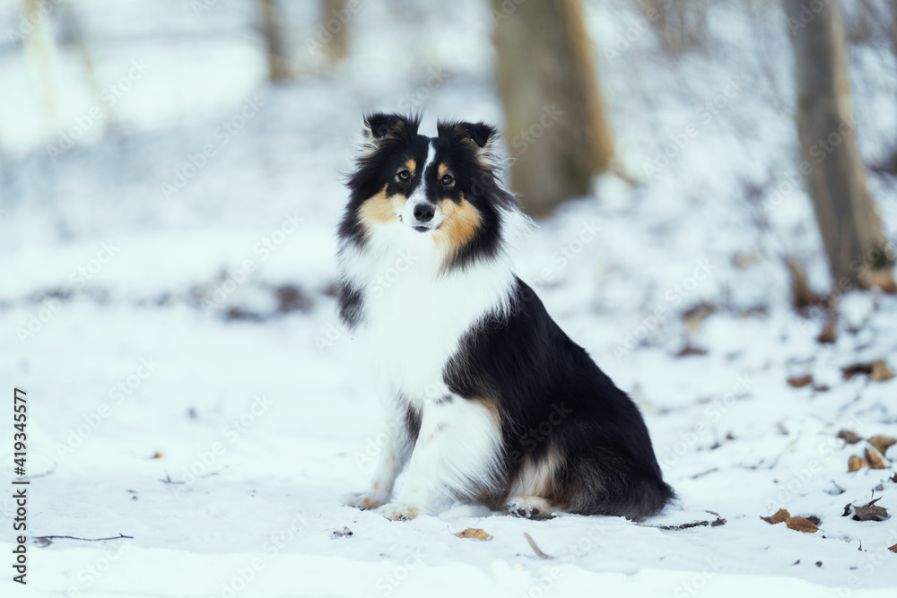 Shetland Sheepdog