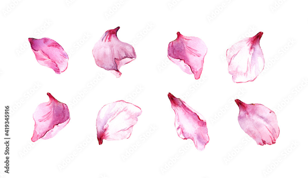 Set of pink petals. Collection of elements spring flowers - cherry blossom, almond, apple, sakura. Watercolor Set of pink petals. Collection of elements spring flowers - cherry blossom, almond, apple, sakura. Watercolor