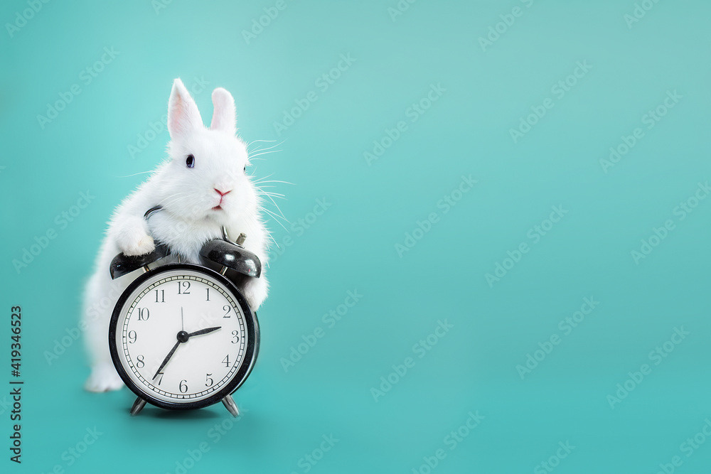 White bunny with clock on blue flowers - obrazy, fototapety, plakaty 