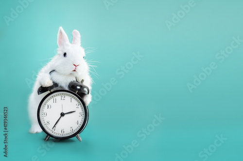 Canvas Print White bunny with clock on blue flowers