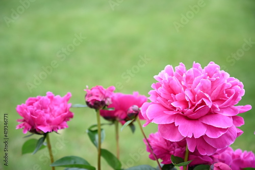 Pink peonies on green background in the summer garden.