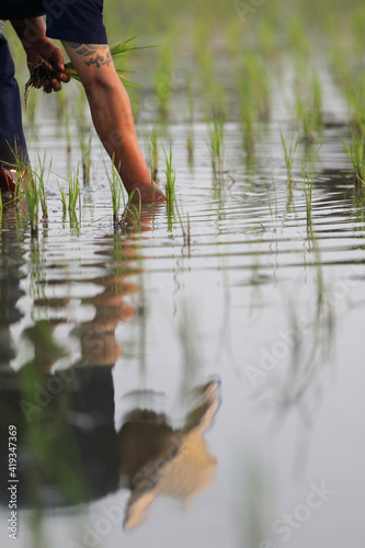 Farmer rice planting on water